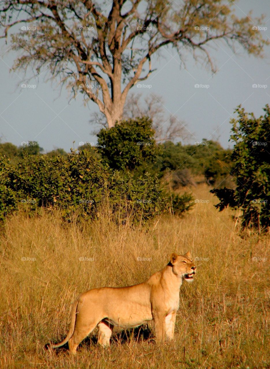 Lioness in Botswana. Lioness in Botswana, Africa