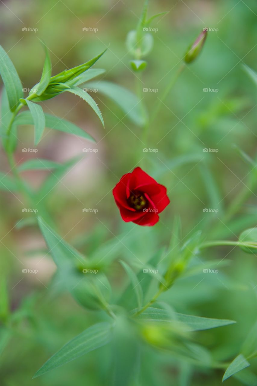 A peculiar red flower amongst a bed of greenery 