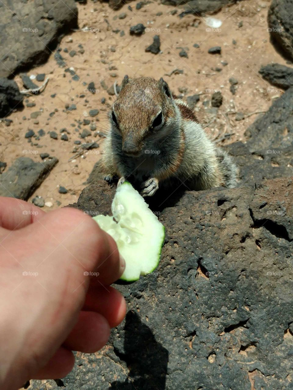 Barbary Squirrel in Fuerteventura