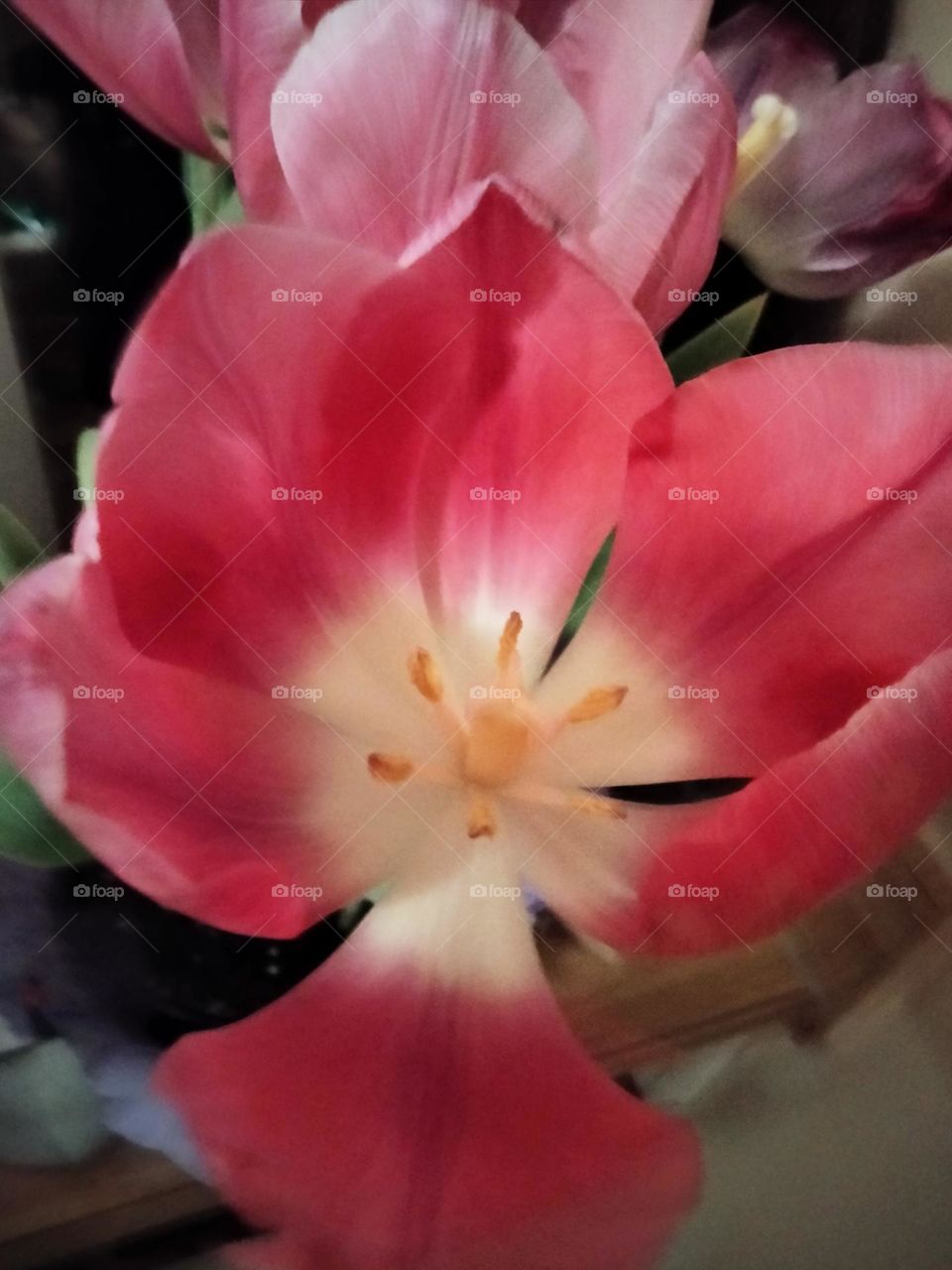 Pink tulip. Flower bloom.