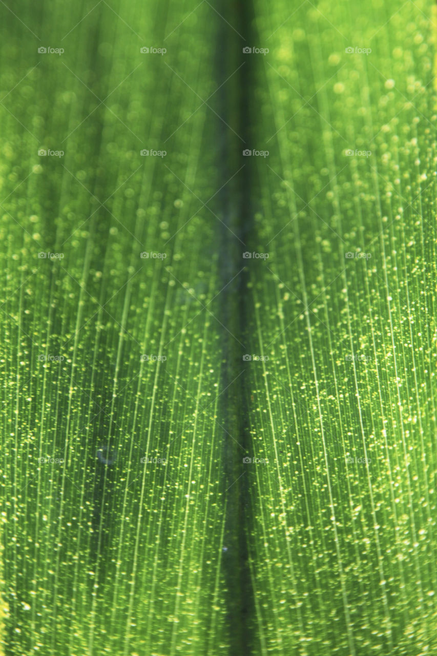 green nature color leaf by king