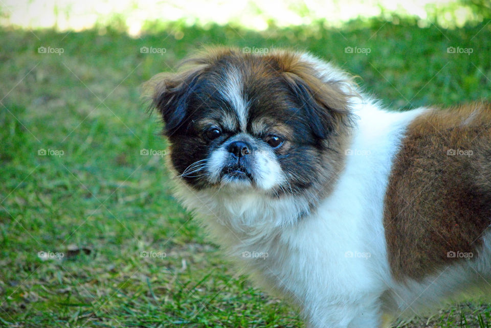 Pekingese Dog, outside