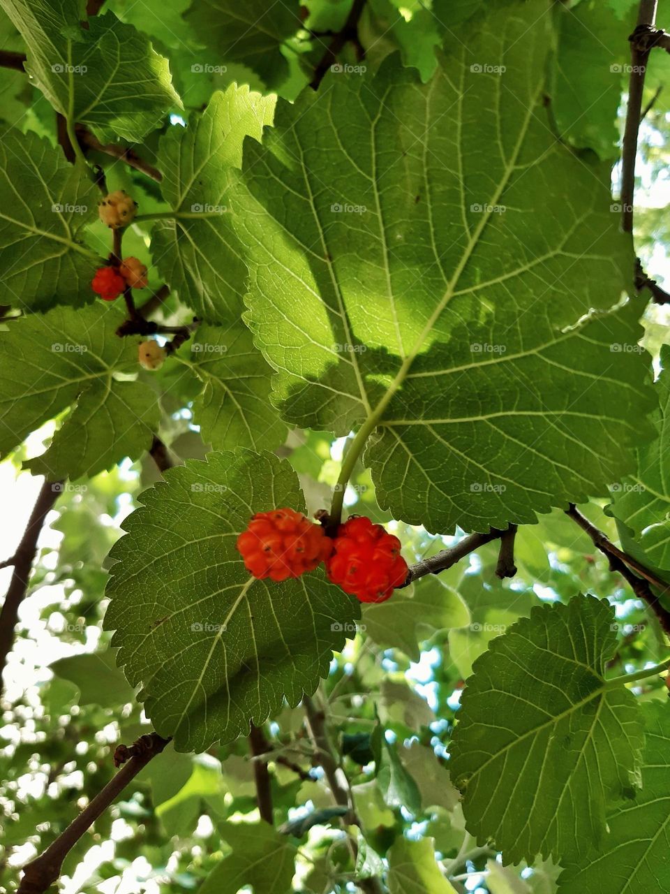Sweet Mulberries