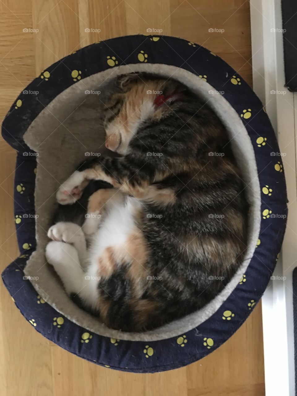 Cat sleeping in a dog bed while the dog is watching
