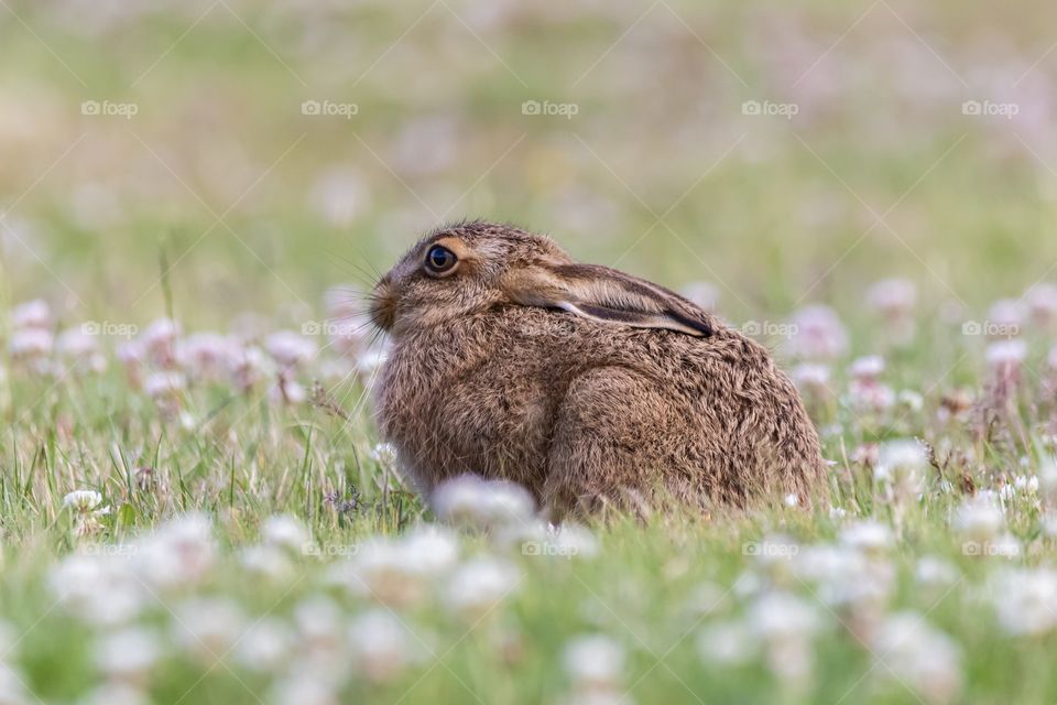 Cool and calm rabbit 