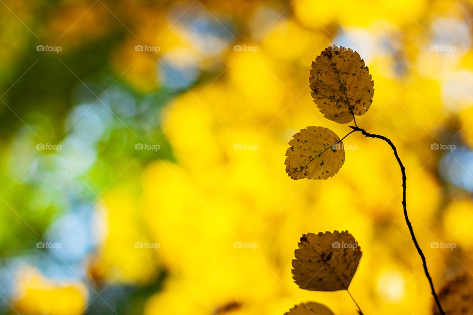 Yellow autumn leaves