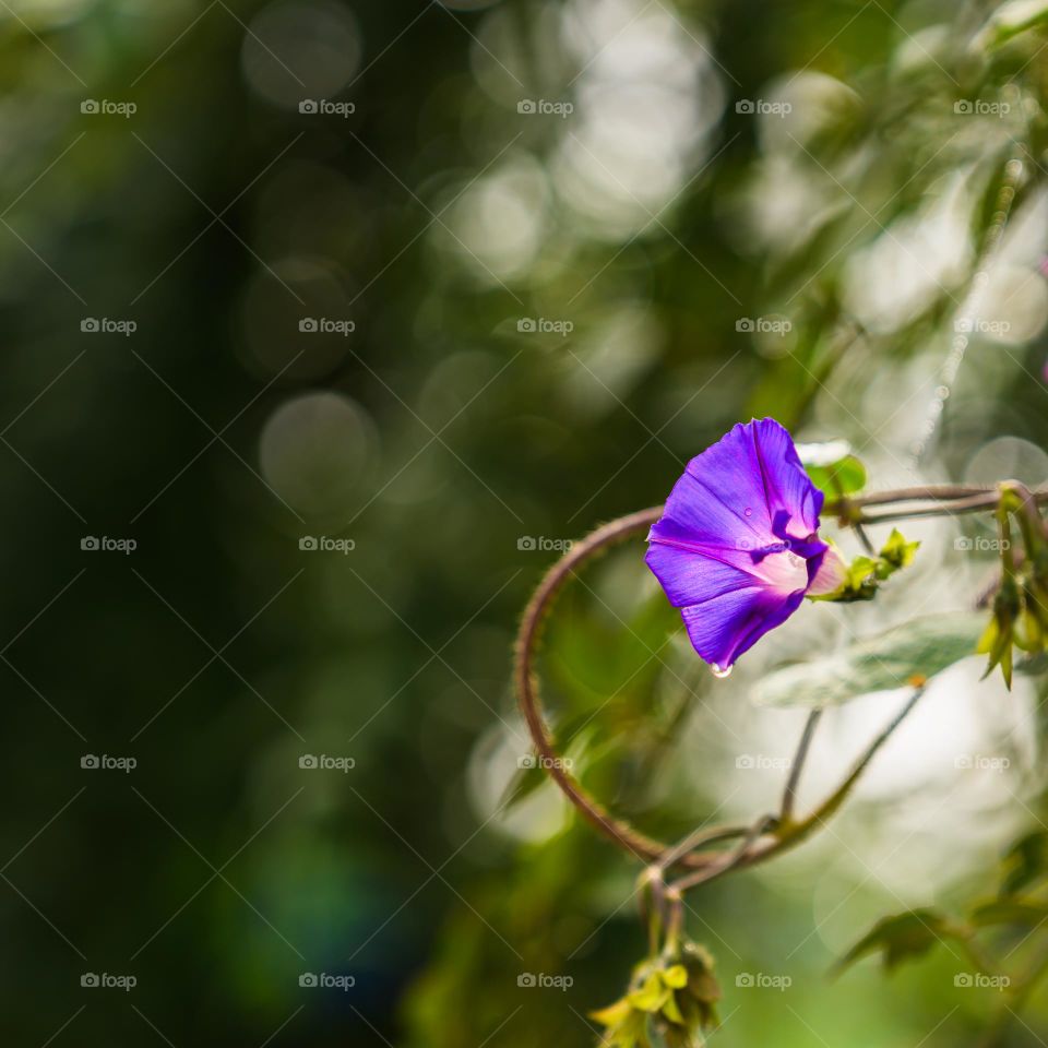 A close-up shot of morning glory with tiny raindrops.