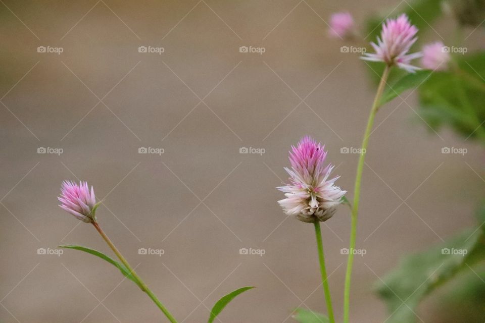 pink flower, flower, flower backgound