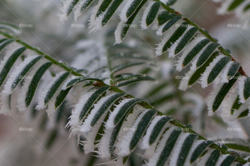 Frozen plant in winter