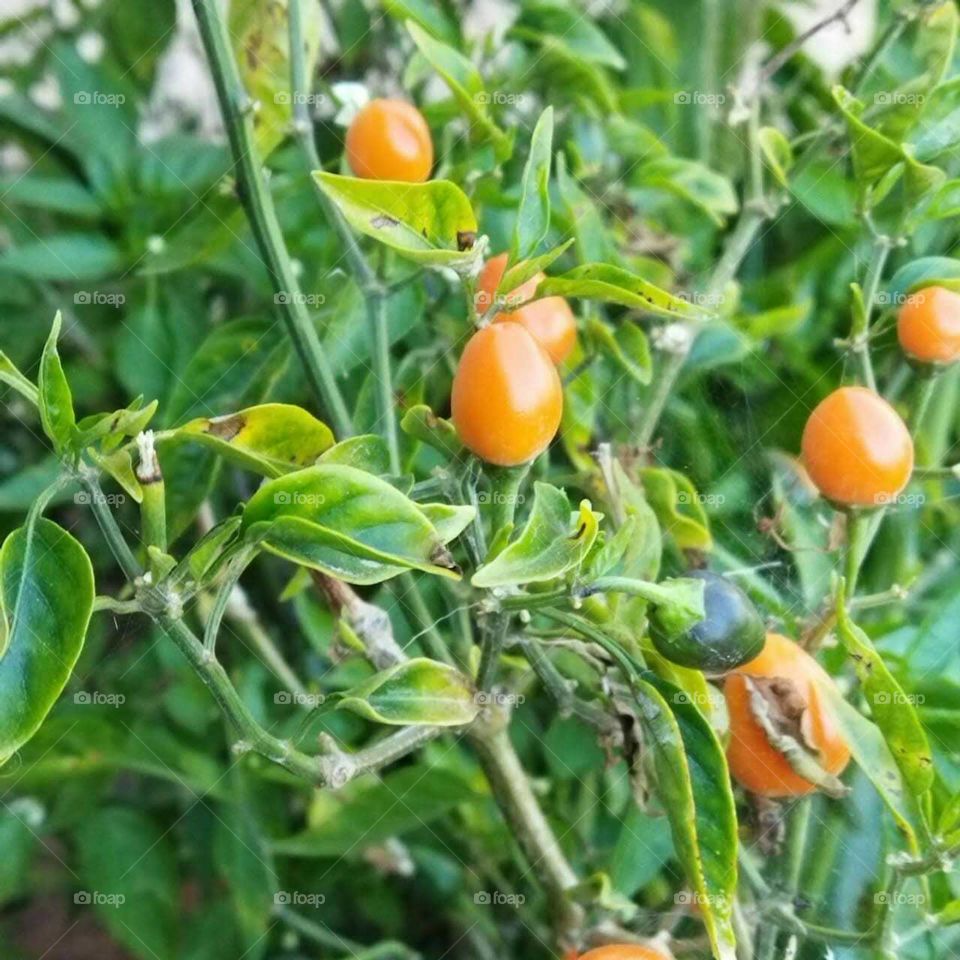 Beautiful peppers