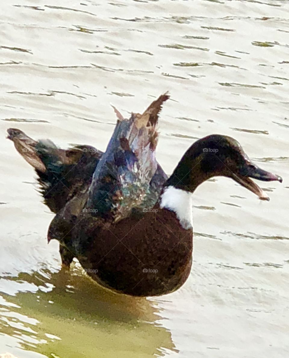 Duck, black, fowl, waterfowl, quack, water, lake, feather, beak, wing