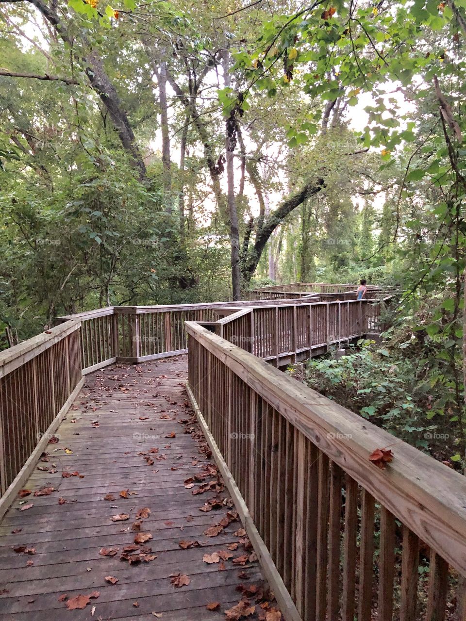 A cool bridge in Georgia with foliage and trees surrounding it. 