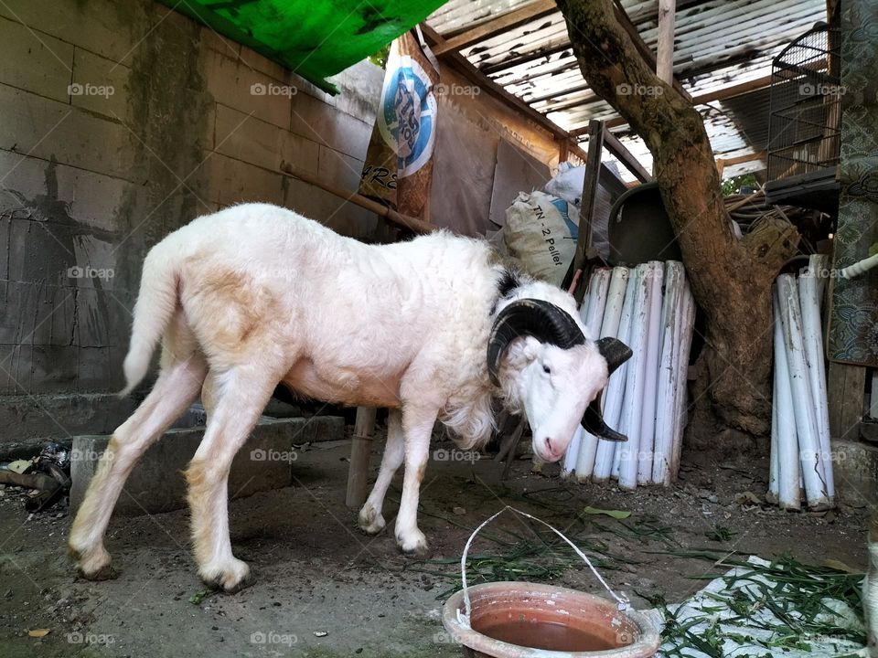 image of a white goat