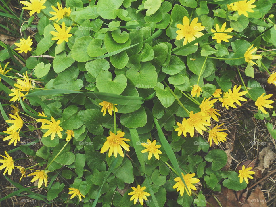 yellow flowers, spring 2018