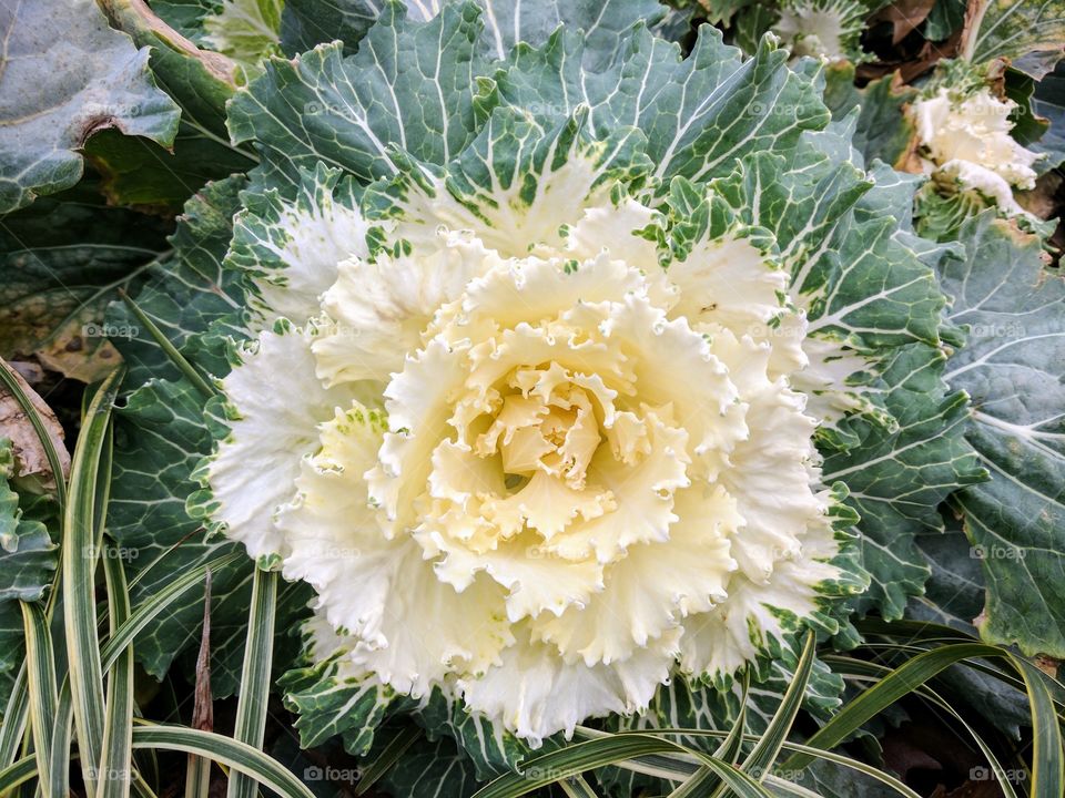decorative cabbage