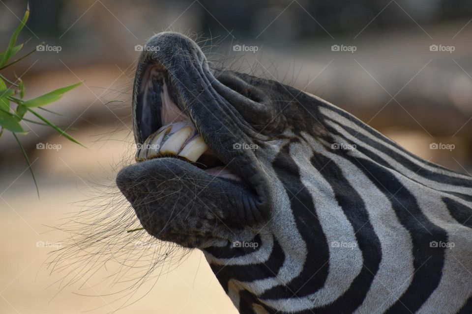 Close up of zebra