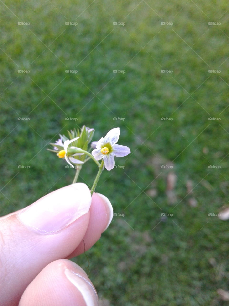 Nature, Flower, Grass, Summer, Outdoors