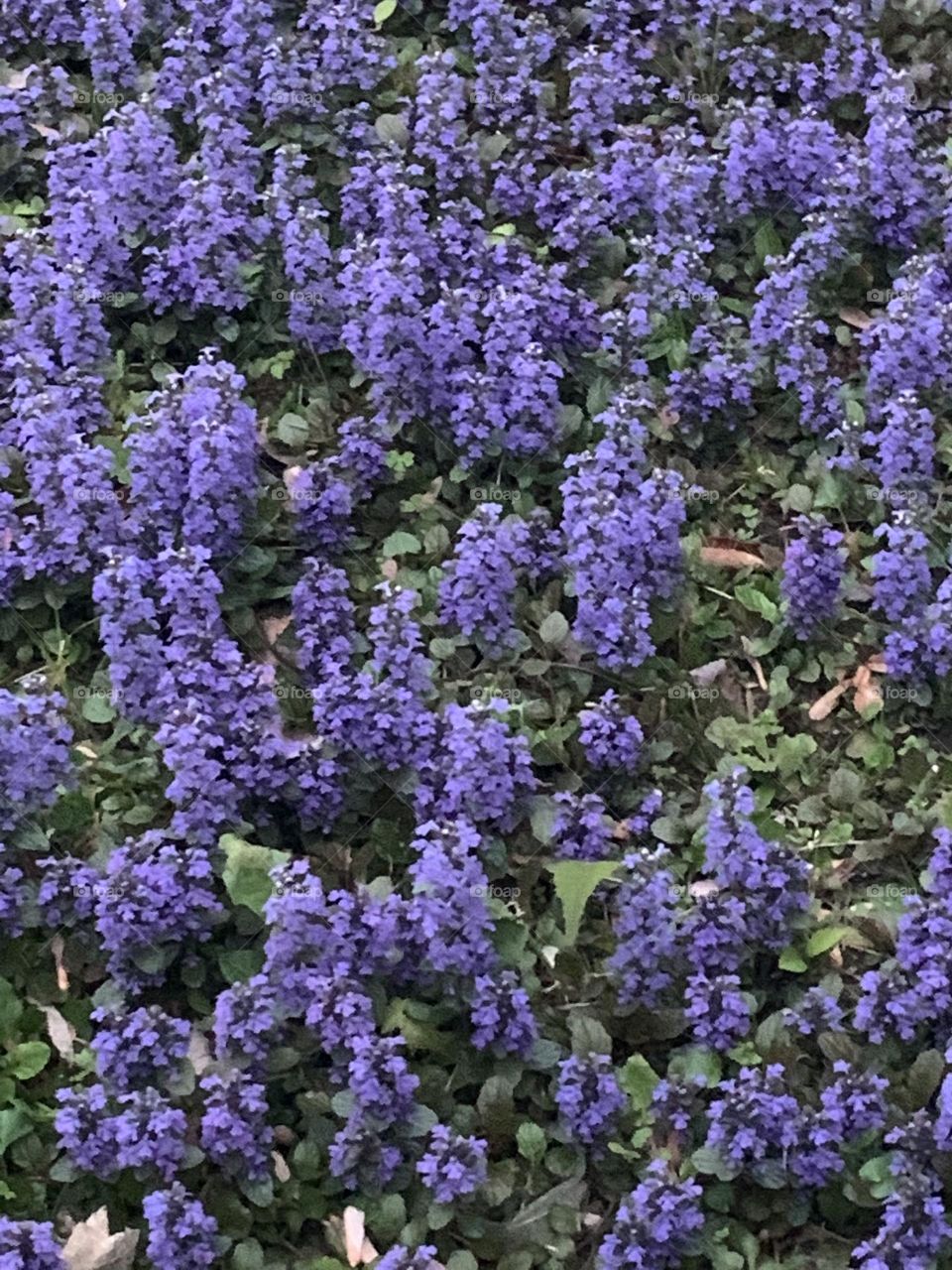 Purple flowers 