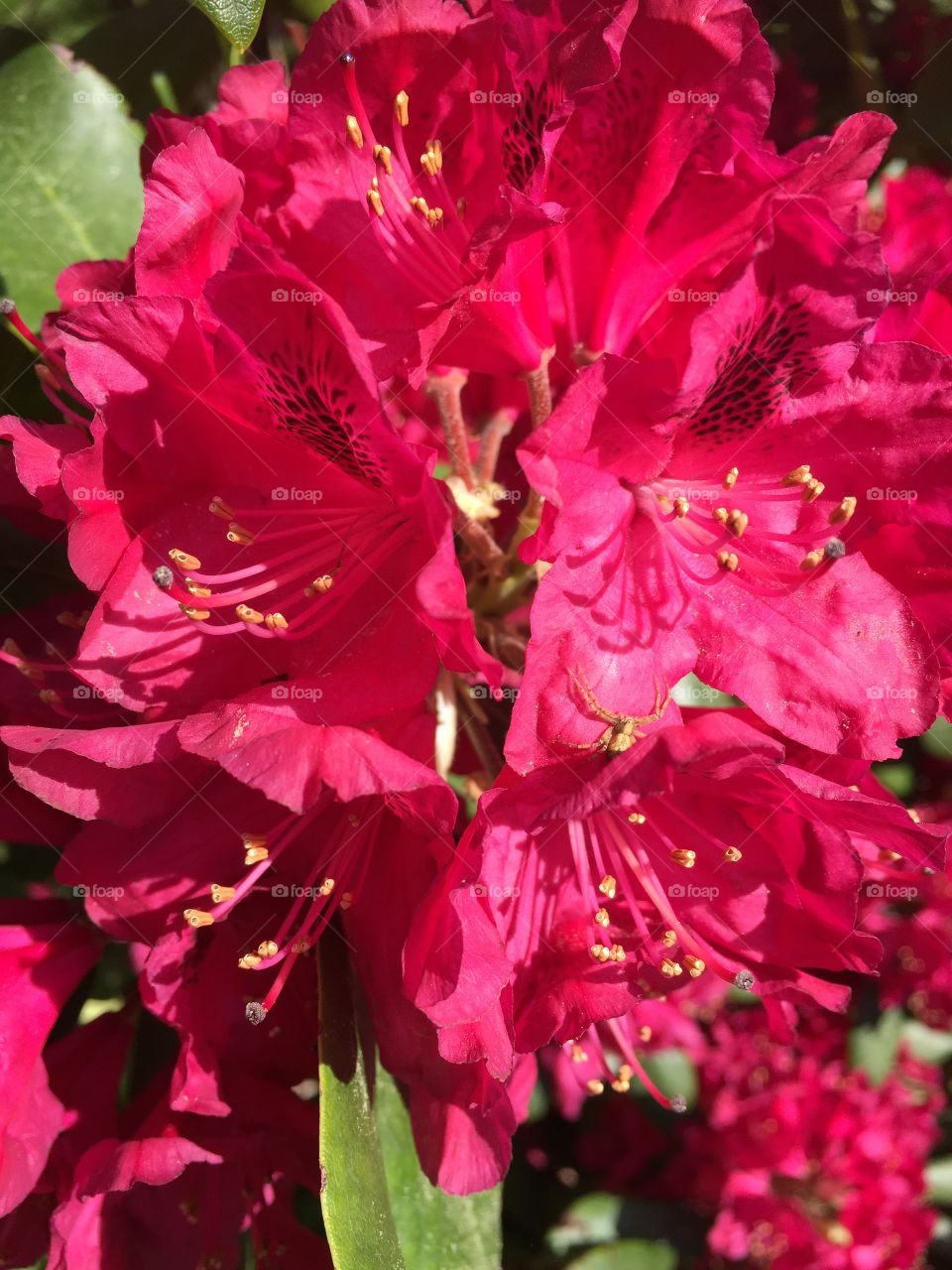 Rhododendron in my garden 