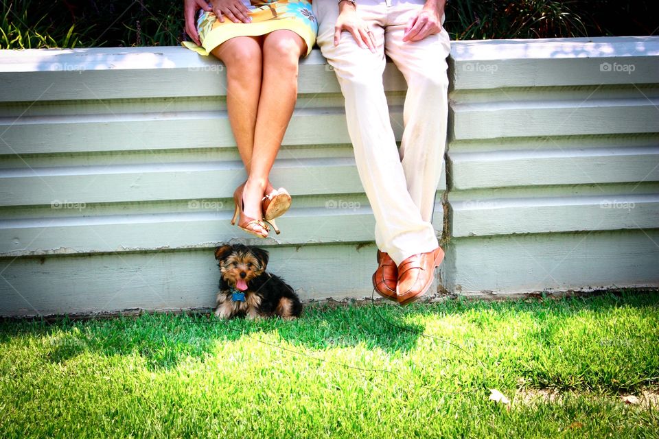 Our Yorkie puppy in our engagement photo 