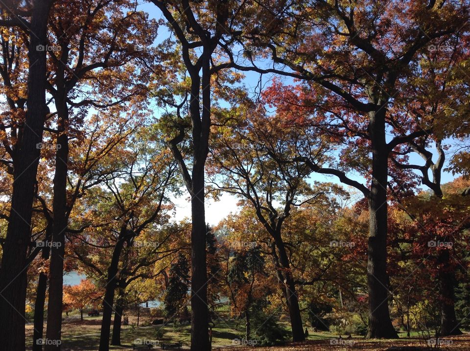 Autumn in the park