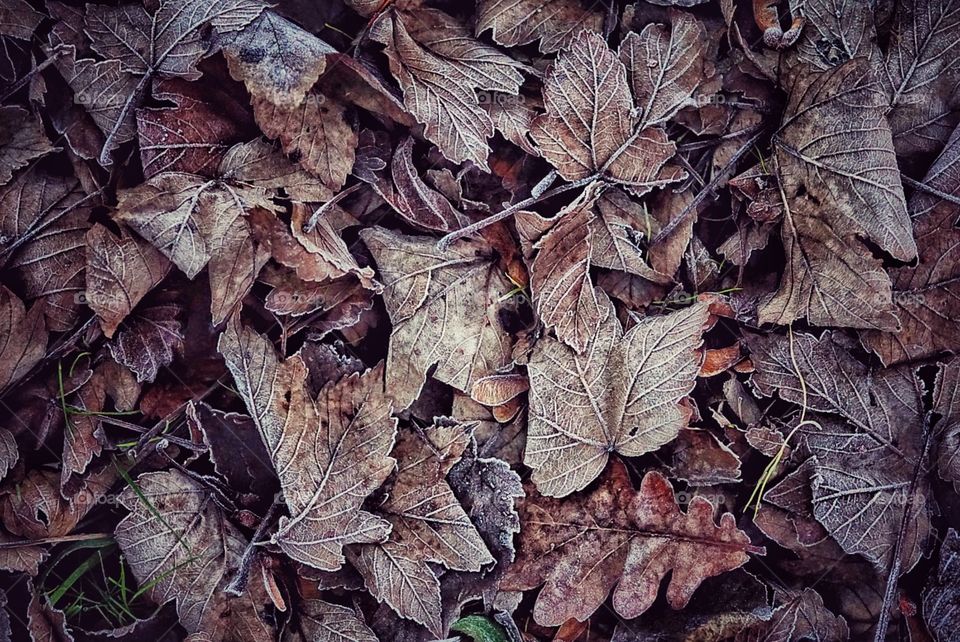 Crunchy Autumn Leaves