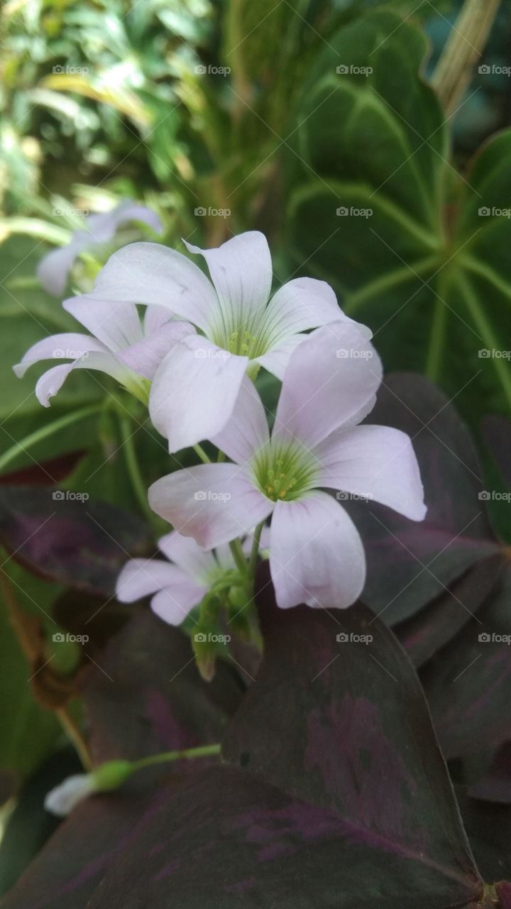 light pink flower, dark purple leaves ; pure captured using Vivo model 1811_Vivo Y93