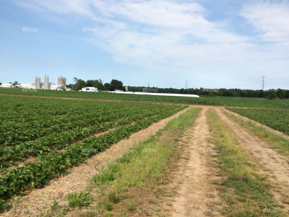 Strawberry fields. Beautiful day strawberry picking