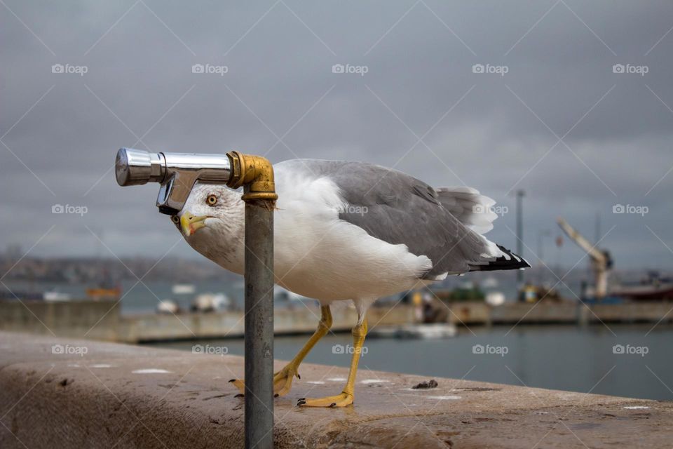 Seagull on the pier