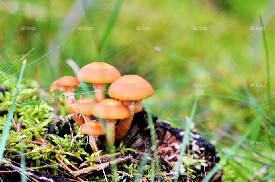 Forest mushrooms