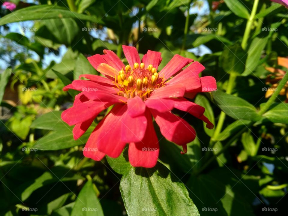 red flower