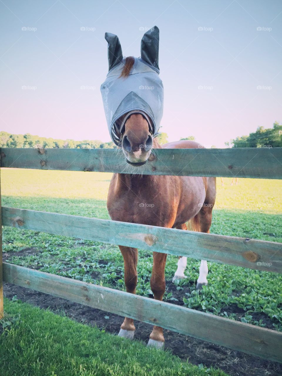 Horse with fly mask