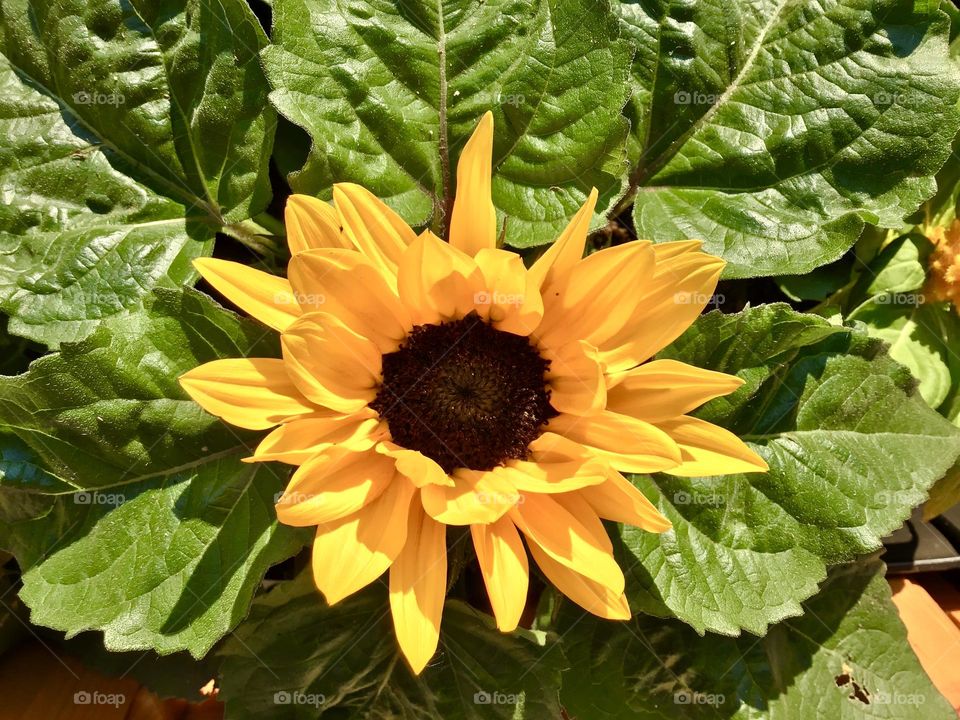 yellow sunflower - gelbe Sonnenblume