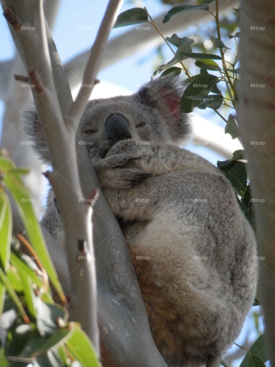 Koala