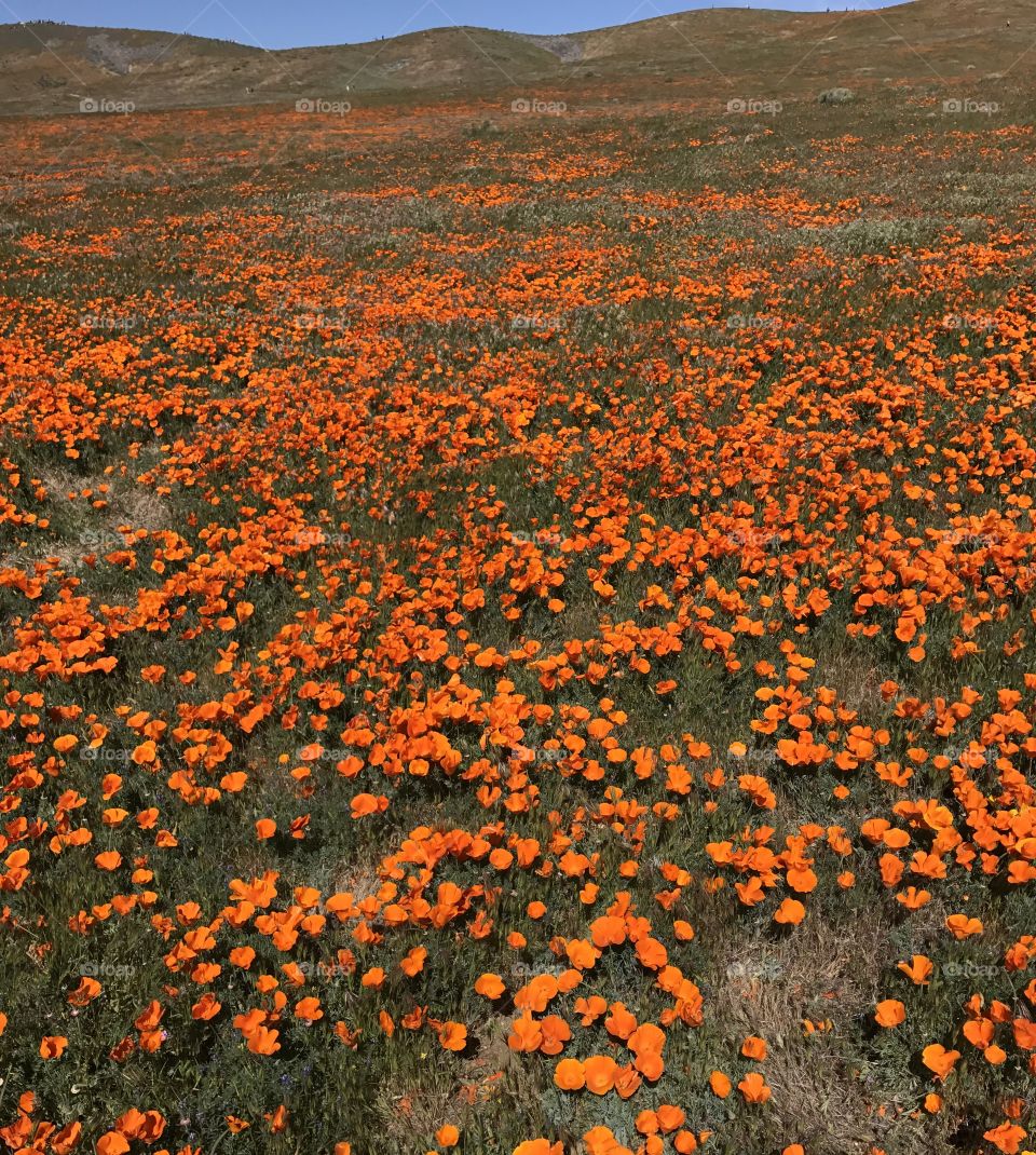 Poppy Reserve, Lancaster, CA. 
