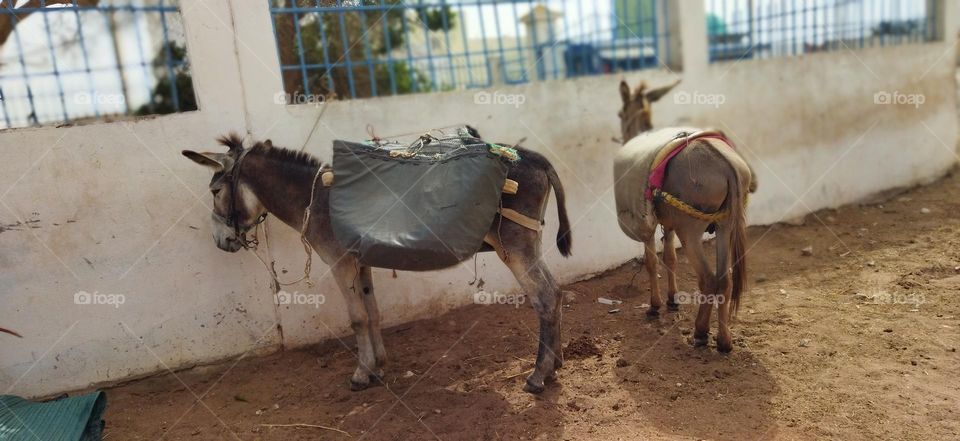 Two donkeys against the wall.