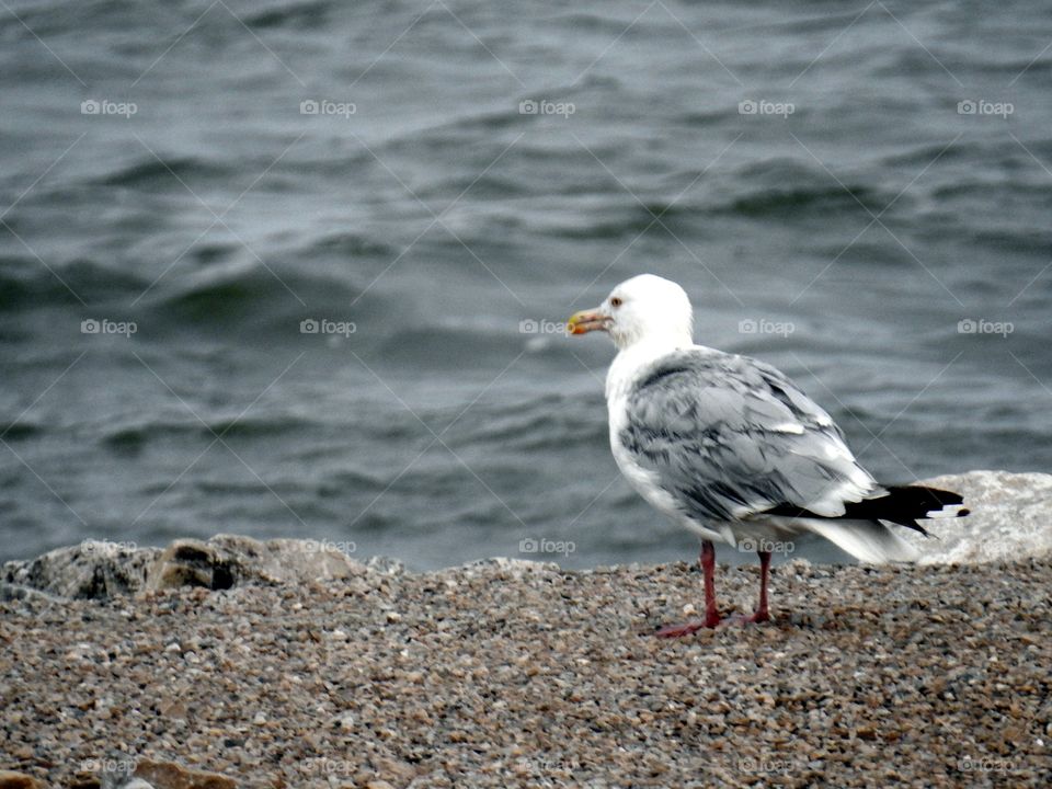 seagul