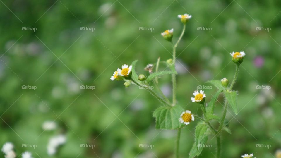 Galinsoga quadriradiata is a species of flowering plant in the family Asteraceae which is known by several common names, including shaggy soldier, Peruvian daisy, hairy galinsoga. Its native home is apparently central Mexico