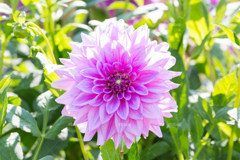 Closeup of beautiful pink purple blooming dahlia flower in the garden on a sunny day 