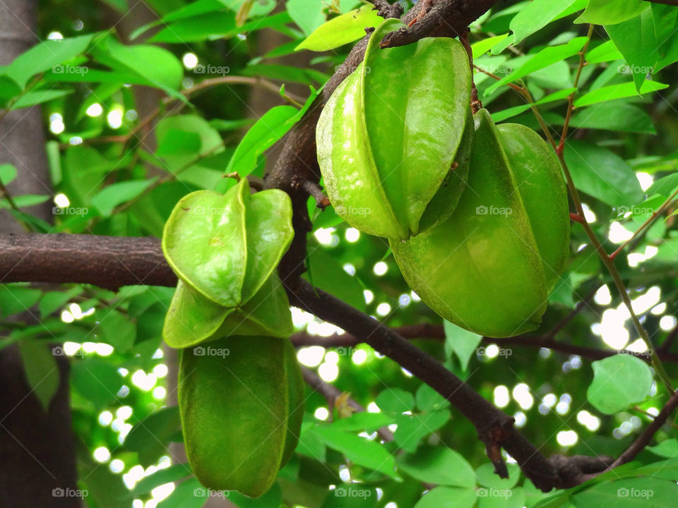 green leaf bangkok fruit by sonchai