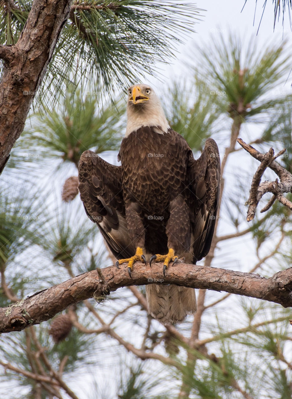 Bald Eagle Adult perched in a tree