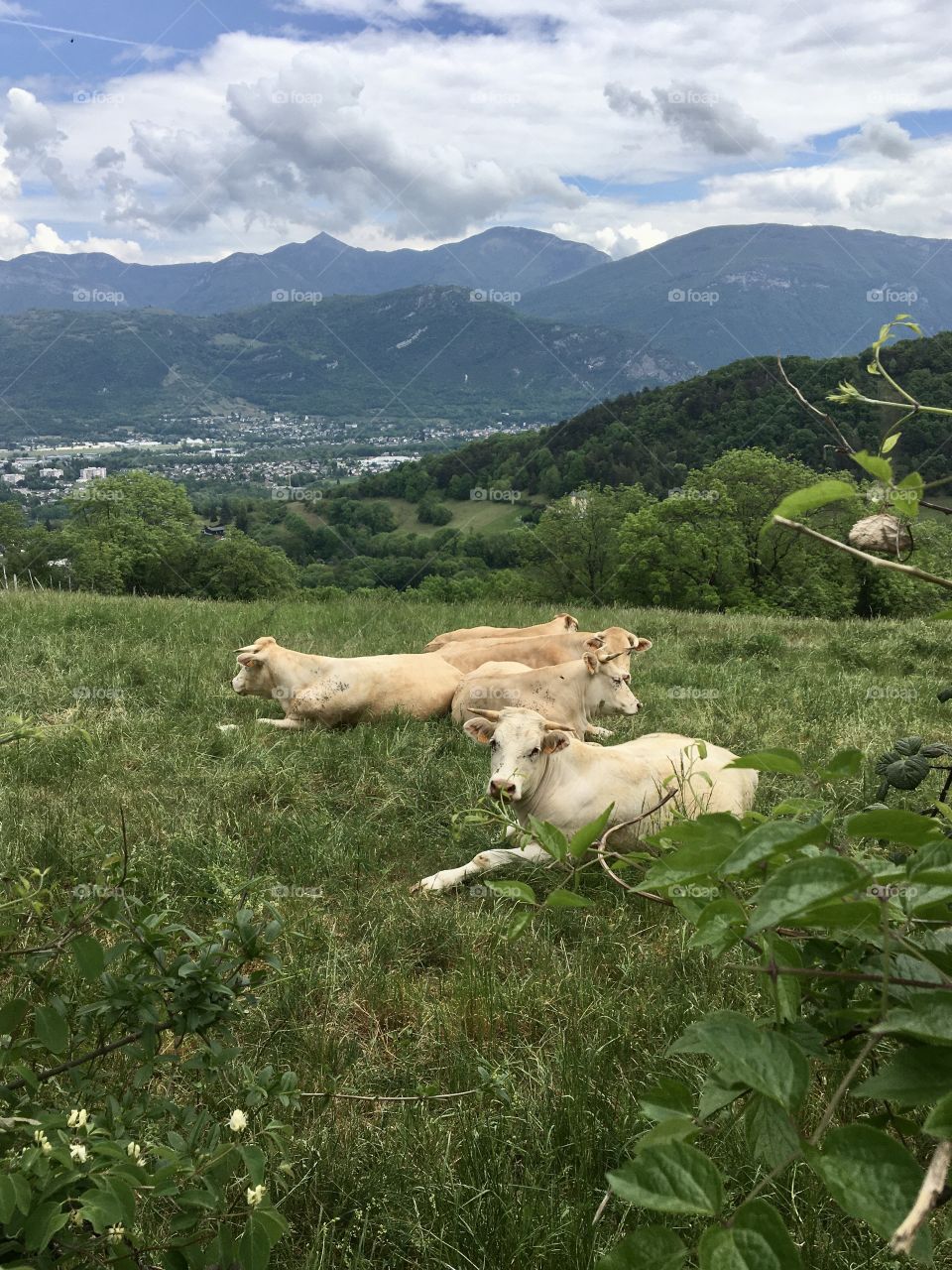Cows in the fields with mountains in the distance
