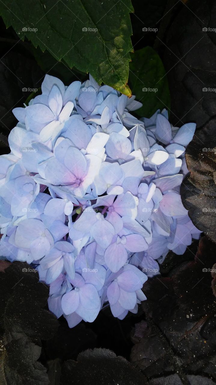 Flower, No Person, Nature, Leaf, Flora