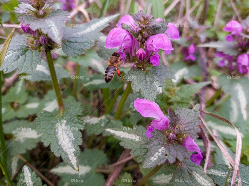 The honey bee collects pollen from wildflowers.