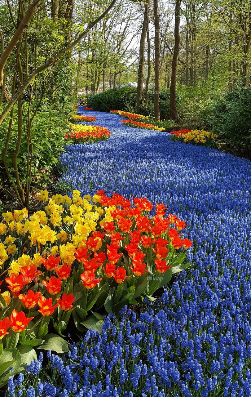 Springtime in a Holland. Tulips and daffodils bloom...