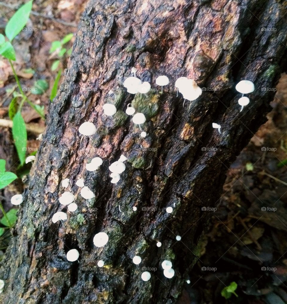 small mushrooms