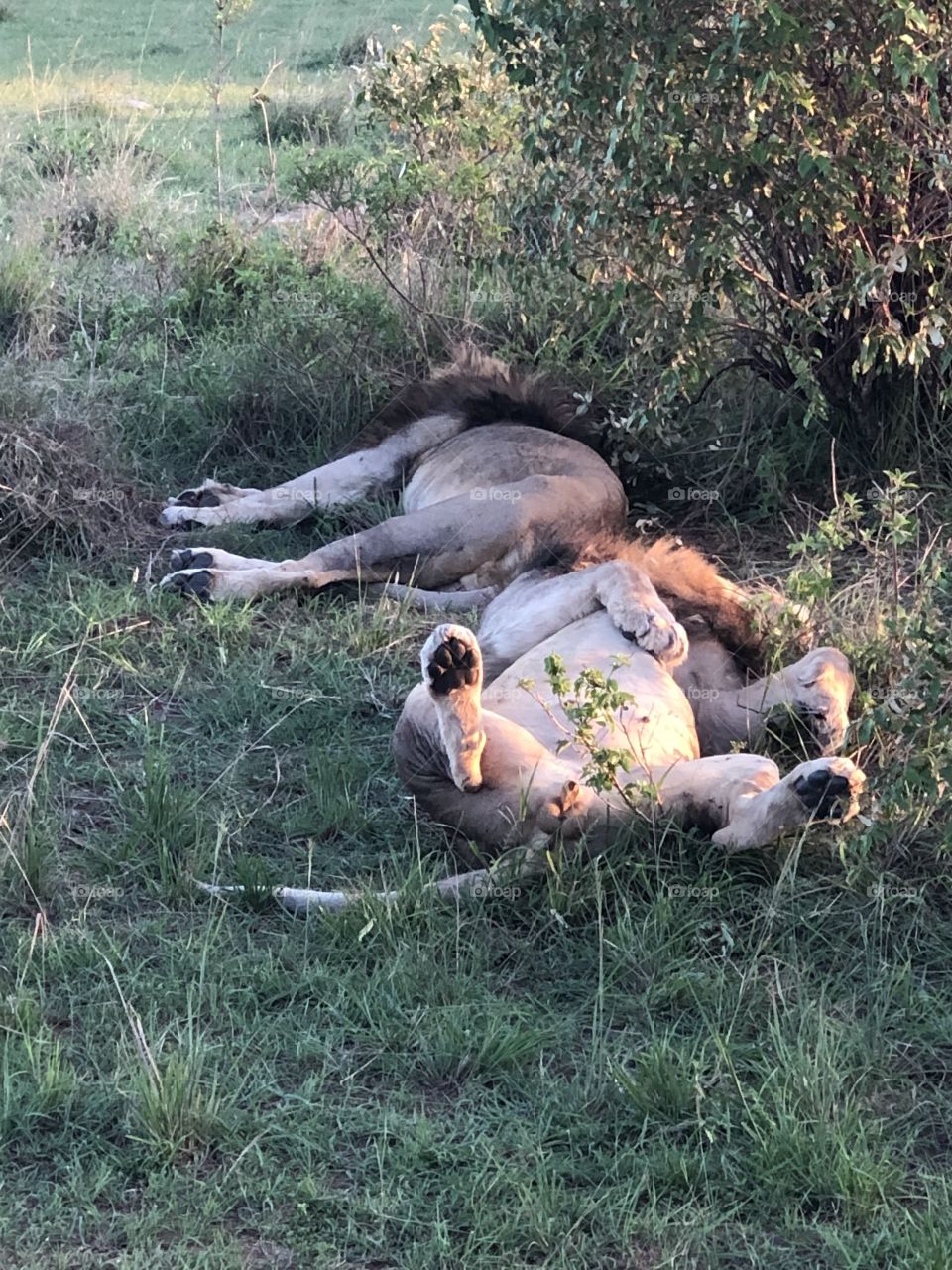 During the day these big cats need a nap. Kings of the wild take it easy too