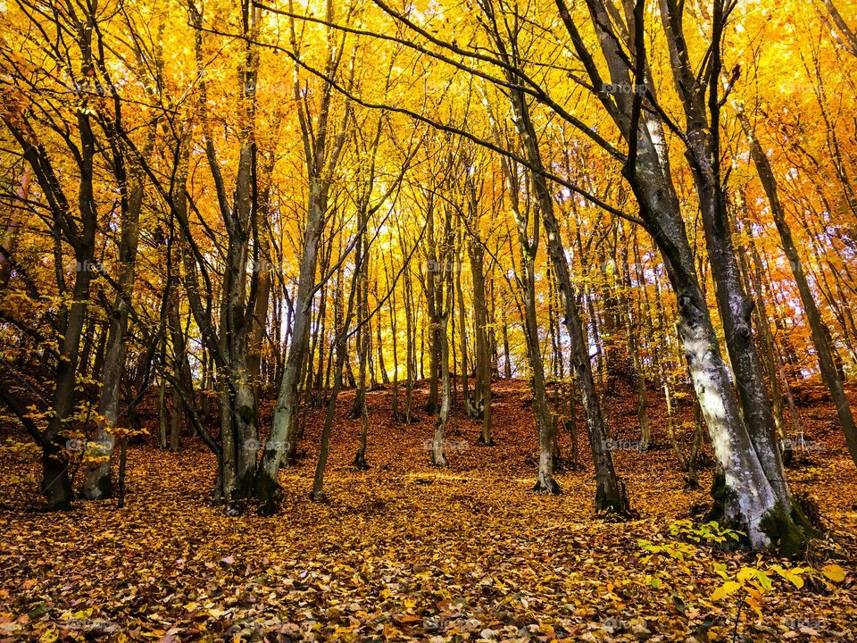 Fall, Wood, Leaf, Tree, Park