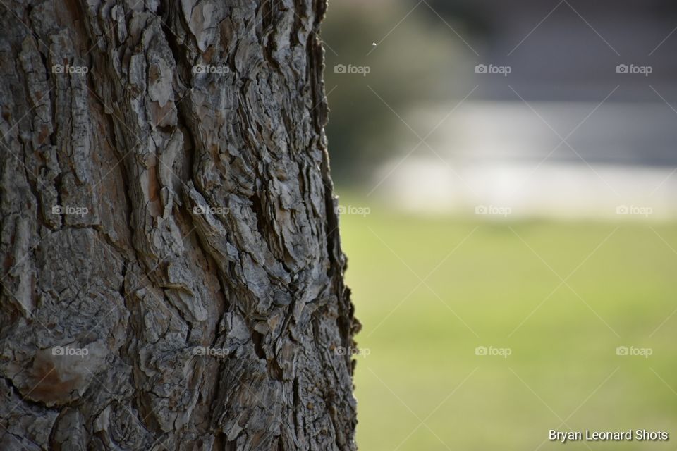 side tree