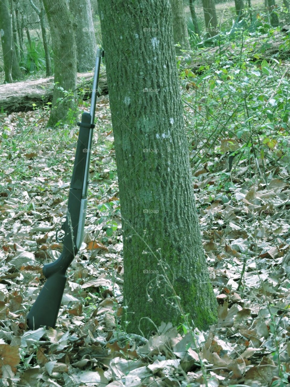 Gun resting on tree
